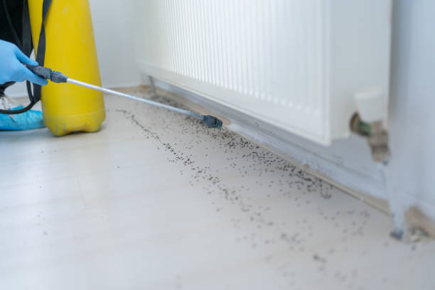 Best Best Pest Control Companies  in Woodbridge, CA